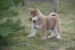 Puppys Japan Akita-Inu