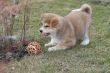 Puppys Japan Akita-Inu