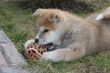 Puppys Japan Akita-Inu