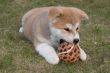 Puppys Japan Akita-Inu