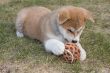 Puppys Japan Akita-Inu