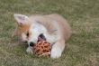 Puppys Japan Akita-Inu