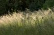 High grass