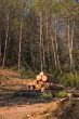Logging