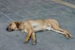 Old sleeping dog