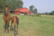 A Horse and Foal
