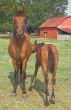 A Horse and Foal