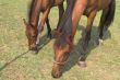 A Horse and Foal