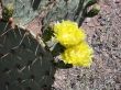  prickly pear cactus with 2 open blooms