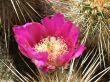  magenta bloom centered and alive with pollen