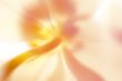 abstract flower