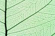 leaf texture