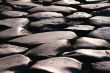 cobblestone road