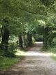 country lane on a summer afternoon