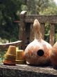 birdhouse gourd in afternoon sun