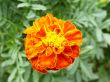 Orange saffron