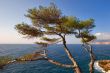 Tree on coast