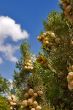 Southern autumn