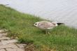 The young seagull
