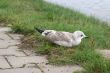 The young seagull