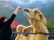 Woman feeding camel