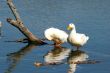 ducks