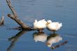 ducks