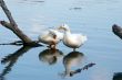ducks