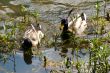 ducks