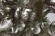 Palm crones