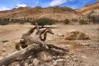 Dry tree.