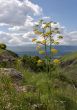 Salutary flower
