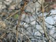 barbed wire
