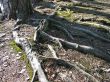 Roots