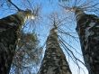 Three birches and pine