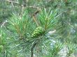 green cone