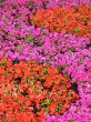 flower pattern