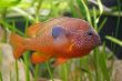 Beautiful orange fish