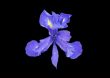 Purple Iris