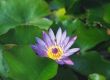 Bee and water lily