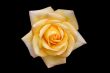 Yellow Rose