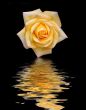 Yellow Rose