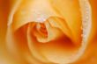 Orange Rose Macro