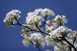 Blossom in spring
