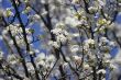 Tree in blossom