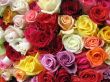 Colorful Roses