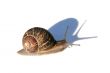 Snail with Shadow