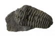 Trilobite fossil