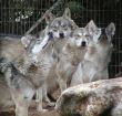 Wolf pack waiting for their prey