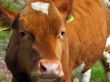 cow`s nose closeup